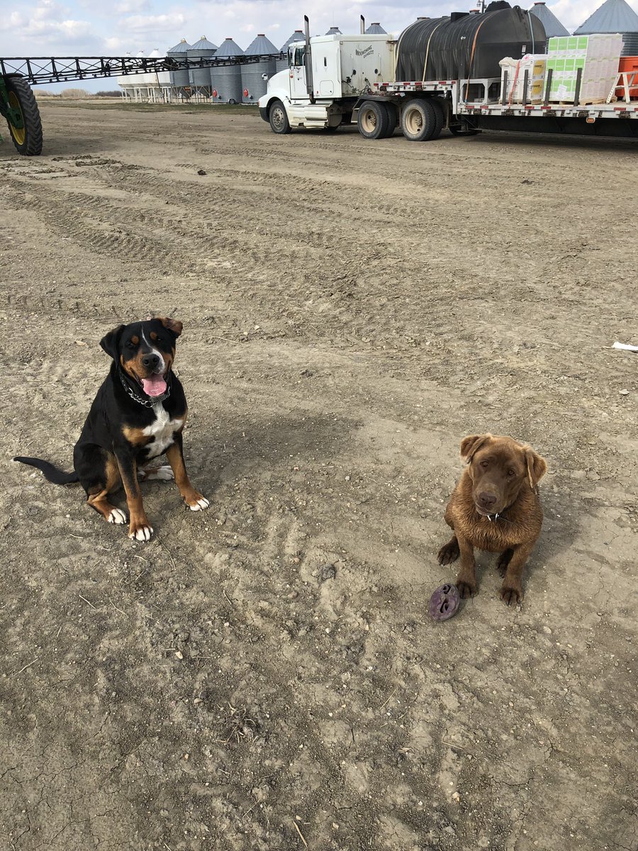 fullcountfarms's tweet photo. These 2 are pumped to have everyone boppin’ around the yard getting the sprayer ready! Testing the the new spray unit... mighty fine! Corn pre-emergent done! #sortan #farmdoglife https://t.co/chJIuz3LZR