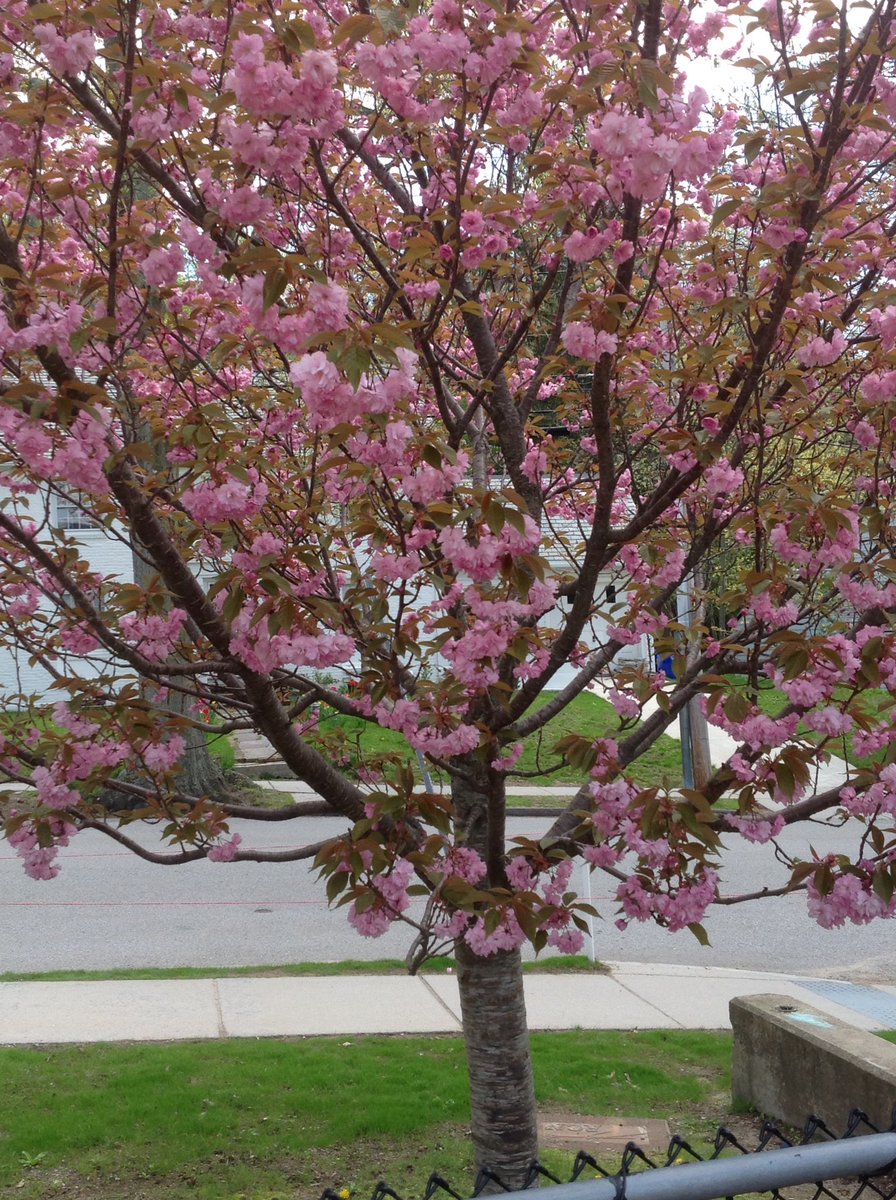 A beautiful day to sketch a spring tree in bloom!