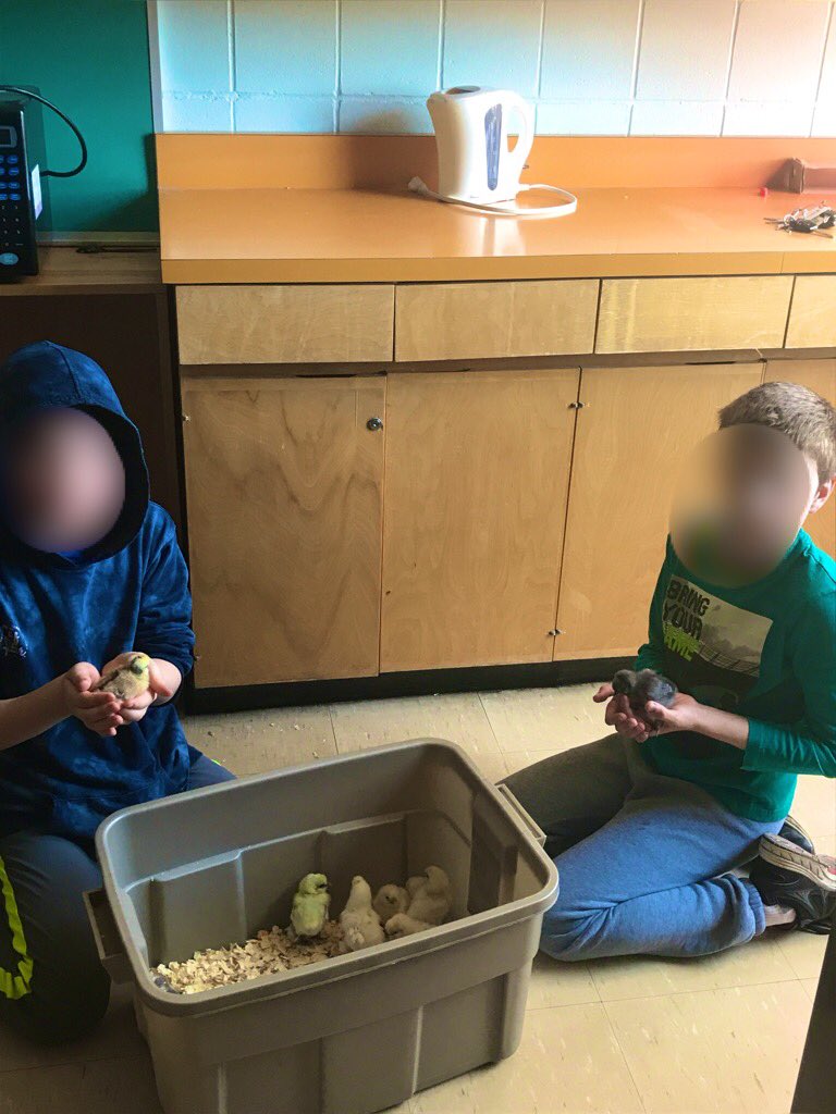 Chick visits! Taking time out for calm and regulation with our feathered friends! #thisishowweSEL