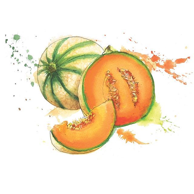 #cantaloupemelons #illustrated for FOOD magazine
-
-
-
-
-
-
-
#fruitillustration #fruitwatercolour #fruitink #fruitlover #fruitmagazine #fruitcommission #illustrator #artist #illustrationoninstagram #portfolio #painting #schminckehoradam #fwink #splodge… bit.ly/305vBVd