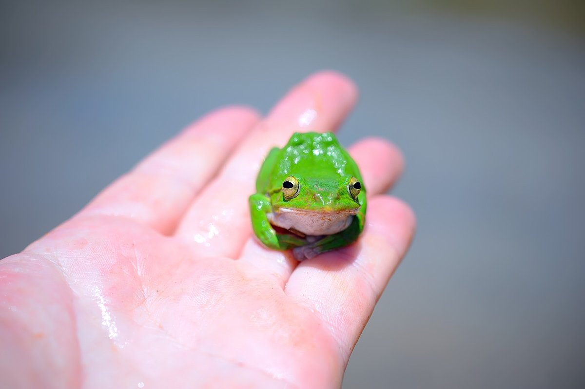 もも にしても シュレーゲルアオガエルはどうしてこんなにかわいい のか その謎を解明すべく我々は山間部の田んぼへと向かった やはりかわいかった 5 8