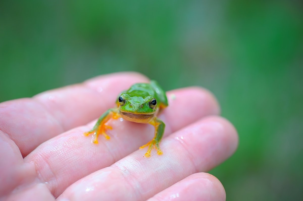 もも にしても シュレーゲルアオガエルはどうしてこんなにかわいい のか その謎を解明すべく我々は山間部の田んぼへと向かった やはりかわいかった 5 8