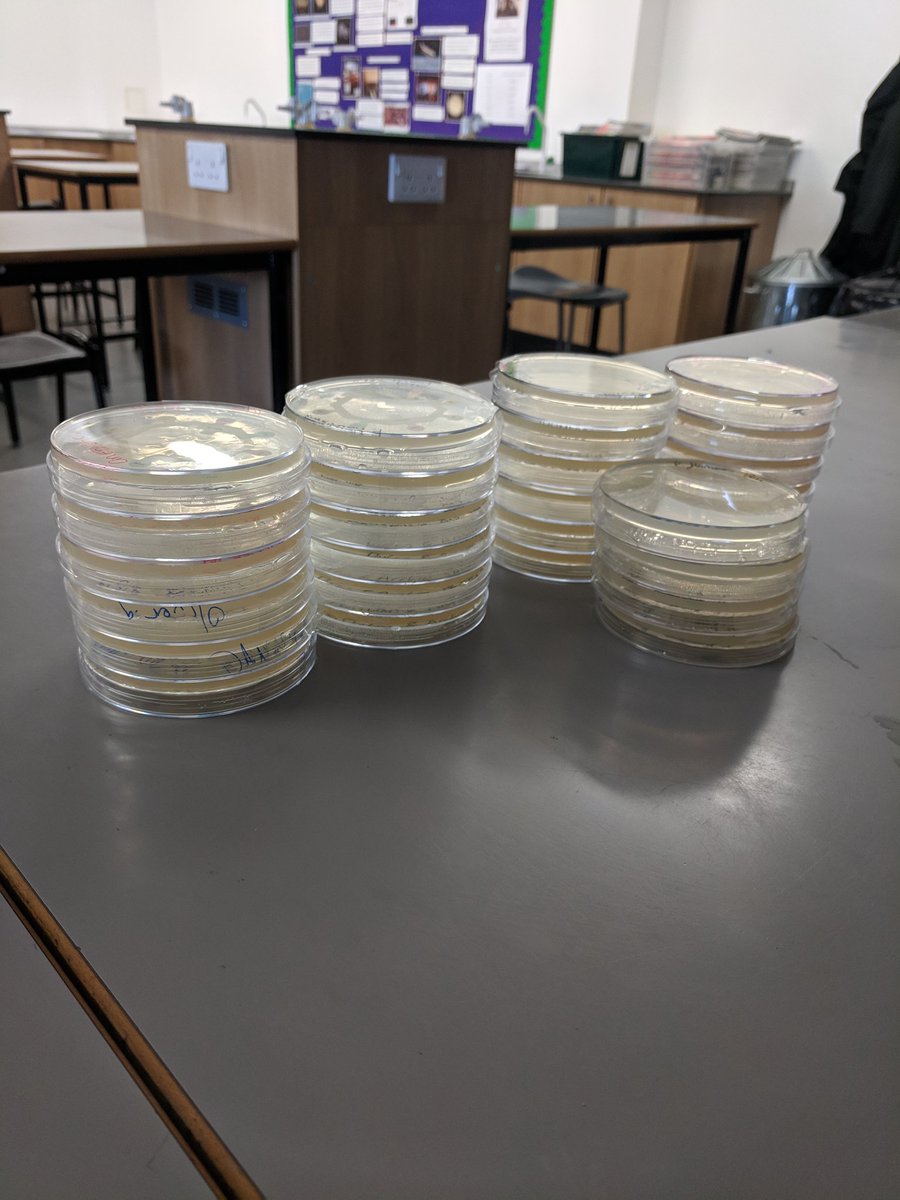 Great technique shown by many of Y10 as they made their antibiotic ZOI and streak plates today, looking forward to the results on Friday. Definitely some potential #futuremicrobiologists in <a href="/CVScienceDept/">Laura Watford</a> at <a href="/CastleviewUl/">CastleviewUL</a>!