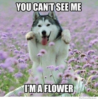 Here we go, The craziest time of year for flower professionals. Grab some coffee and take a quick look at our blog for some Mother's Day laughs! sunvalleyfloralfarms.blogspot.com/2019/05/quick-…