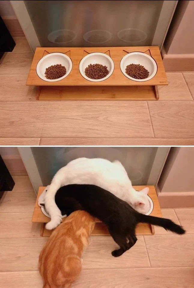 3匹のネコの餌を食べてる様子が面白すぎるwwwなんでそんな食べ方してるのwww