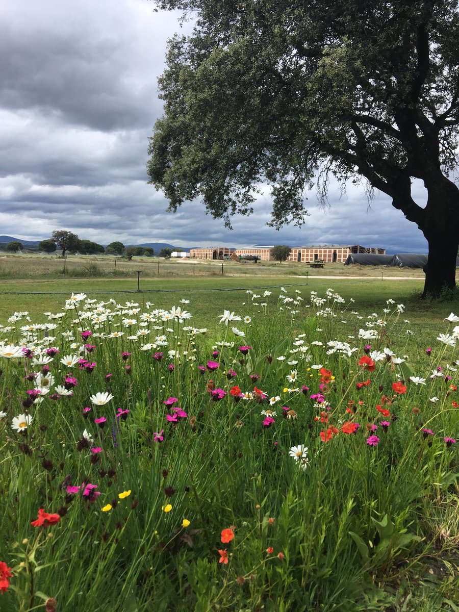 PictMeadowSpain's tweet photo. Esta pradera de vivaces de nuestra mezcla 'Cerulean Skies' creada desde tepe, inicia su segundo año de floración en la dehesa Extremeña #ceruleanskies #pictorialmeadows #praderas #flores #vivaces #tapizverde https://t.co/o0IBv2ai27