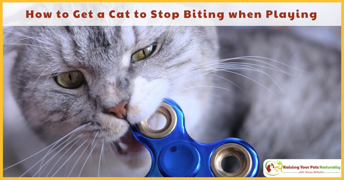 dogtrainer4ever's tweet photo. Why Does my Cat Bite Me During Play?  https://t.co/Px9AJJCmEO #catbehavior #catplay #cattraining #naturalcat #healthycats #rawcat https://t.co/Jug9x3qf13