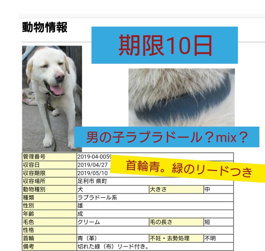 yunnnny120's tweet photo. 栃木県動物愛護指導センター収容犬。時間がありません。
里親希望、里親が決まるまでの預かりできる方いたら私まで連絡下さい。預かりは関東のみですm(_ _)m
#里親募集中　#ラブラドール　#雑種犬　#犬　#迷子　#栃木県　#足利市　#群馬県 https://t.co/EZh9YFPLmA