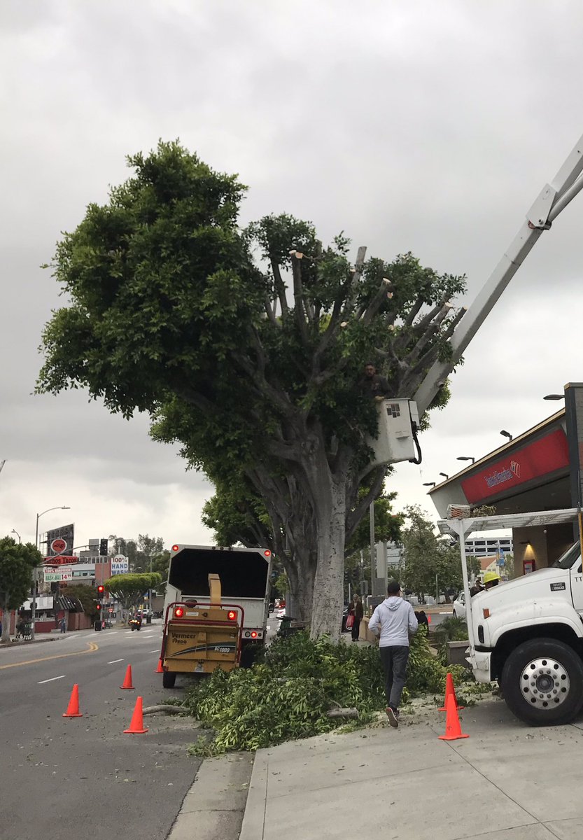 RobertHeavrin's tweet photo. who’s responsible for butchering these trees? @BankofAmerica @LosFelizNC @LosFelizLedger https://t.co/nRdQ3OrPDA