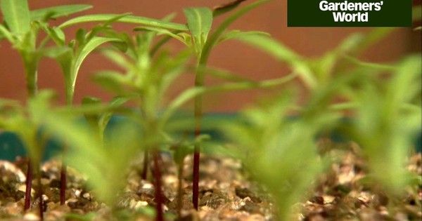 GWmag's tweet photo. Pricking out seedlings is one of the most important jobs in late spring, as it gives plants more space to grow and gives you better flowers and veg crops. @TheMontyDon explains how to do it: https://t.co/0WOakCvBGM https://t.co/eJQ6iPBxYQ