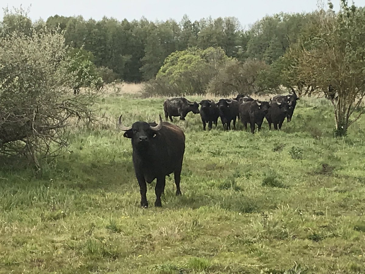 succow_stiftung's tweet photo. Moorerlebnis in der #Sernitz bei #Greiffenberg: spannende und anschauliche Infos rund um #Torf, #Rispensegge, #Wasserbüffel und #Paludikultur.
💚unterstützt von @succow_stiftung
Dank an #EU_LIFE, @HNE_Eberswalde, Biosphärenreservat Schorfheide-Chorin uvm. https://t.co/GLdkgEclTa