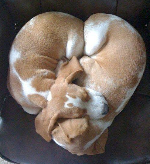 WeLoveDogsUSA's tweet photo. ♥️ Puppy L♥️VE 

#WeLoveDogs #HeartDogs #DogsInLove #SleepingDogs #SweetestDogs https://t.co/CPMRhaYItb