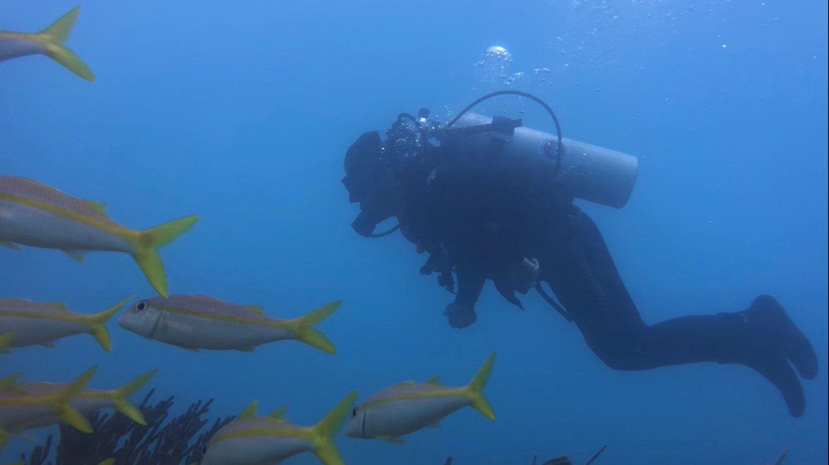Arlyvelasquez's tweet photo. Quiero agradecer al equipo de #PhantomDivers, por darme la oportunidad de bucear en el mar de la Riviera Maya, una experiencia que todos deberíamos probar.

Si saben de alguien que le pueda interesar por favor díganle en los comentarios 🙏🏻 https://t.co/OGkta3pygR
