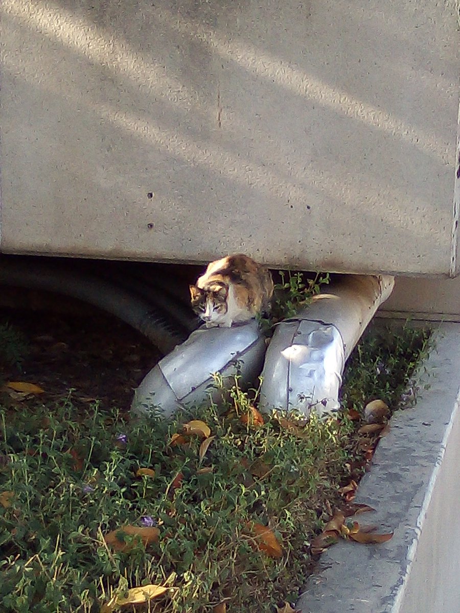 FS_Kitties's tweet photo. [To the tune of Backstreet Boys] Pipe Cat's back, Alright! https://t.co/BlblucGrxB