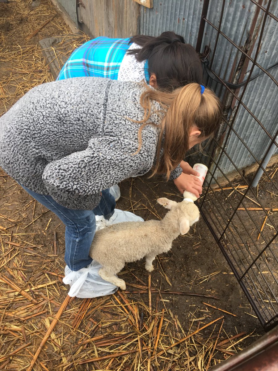 misscramer4's tweet photo. First part of the 2nd/4th grade field trip is complete! Thanks Flax Farms for the tour 😊 https://t.co/RniMomgpaY