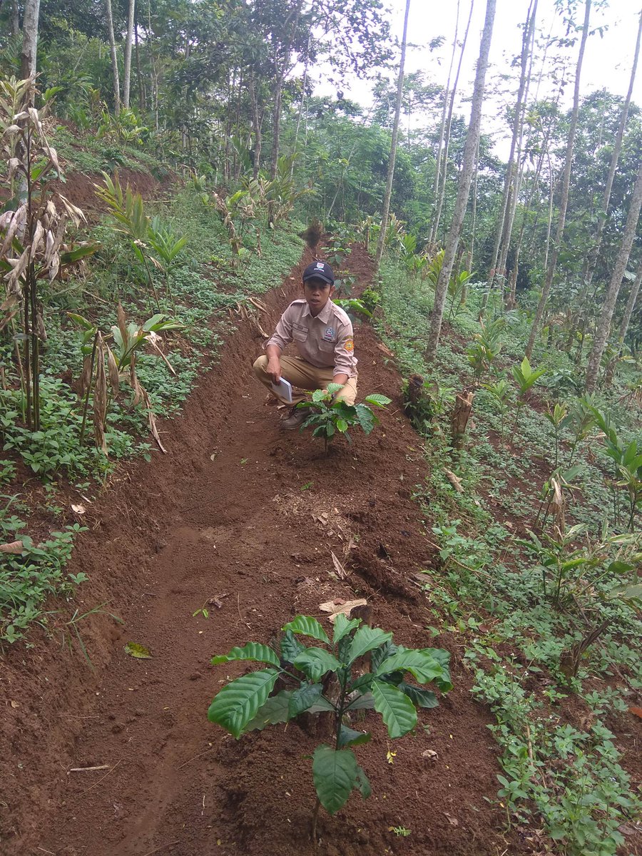 KabPlp's tweet photo. Mari kita sukseskan perkebunan jawa tengah. Monitoring tanaman kopi robusta @KabPlp @fkp2indonesia @han_nugh https://t.co/flnHq5uEV8