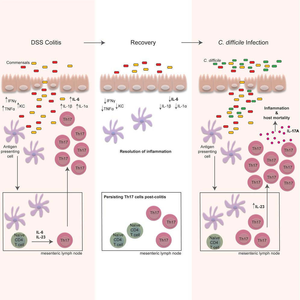 cellhostmicrobe's tweet photo. Prior colitis heightens risk for CDI : #Colitis -induced Th17 cells increase the risk for severe subsequent Clostridium difficile #infection. #Cdiff. @SalehPali &amp; Petri lab https://t.co/Pvwbb14Gf7 https://t.co/ckOnzNy0fv