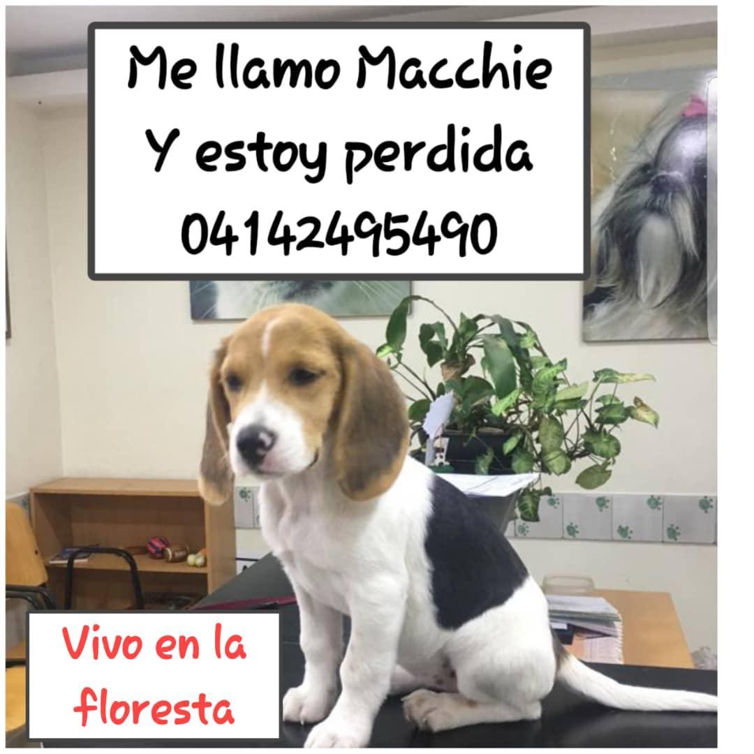 maribeld_'s tweet image. BEAGLE EXTRAVIADA POR LA URB LA FLORESTA 👉🏼🐾 SE LLAMA #MACCHIE Se les escapo ayer 7 Mayo. Calle san José de la floresta. Tiene 7 meses. No tiene collar ni plaquita ya que recién estaba bañada. La buscan desesperados 👉🏼Difundir al Máximo @PerroUsuario @AlexCorbino @anitavidalp
