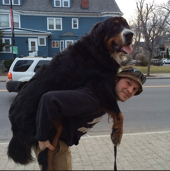 WeLoveDogsUSA's tweet photo. Once your baby--always your baby

We think this is either a Bernese Mountain Dog or part #BerneseMountainDog 
and part #SaintBernard. What do you think?

#BiggestDogs #WednesdayMotivation #BigDogLovers #HeaviestDogs https://t.co/2Zxo1gHw3s