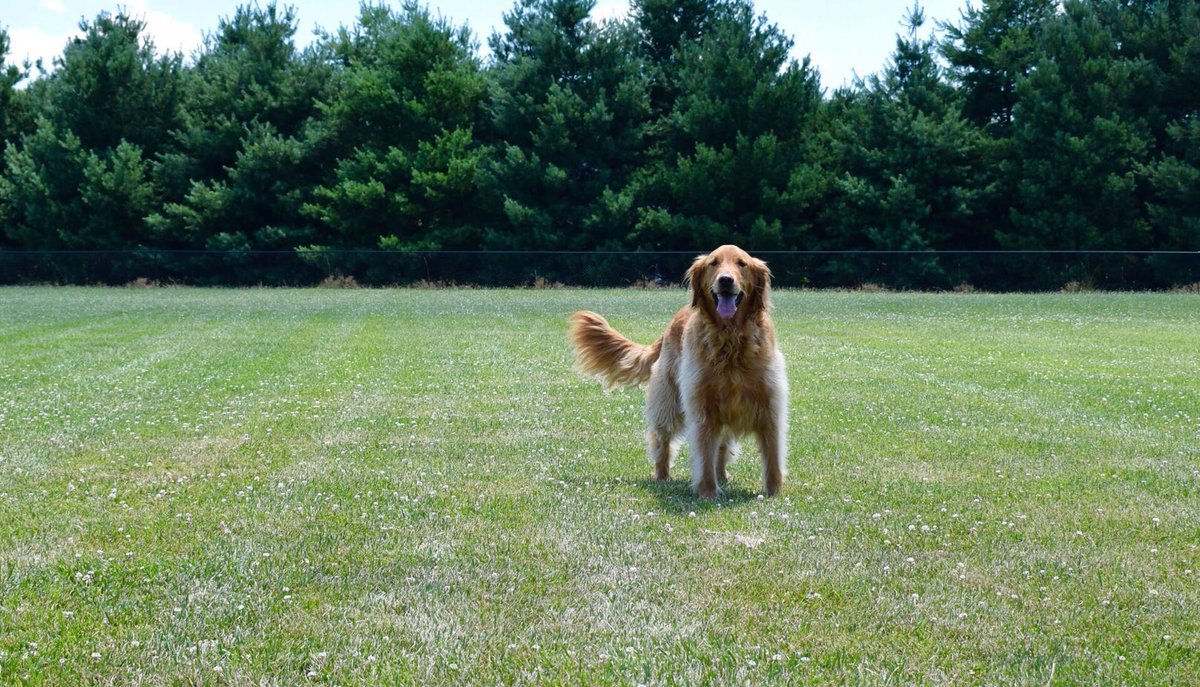 UrDogsThoughts's tweet photo. thro da ball alreadyz , Hooman!

#UrDogsThoughts #DogsOfTwitter #Dogs #DogsLife #Puppy #PuppyLove #Dog #DogLovers #DogsAreFamily #DogMom #DogDad https://t.co/OPW1YYmKKr