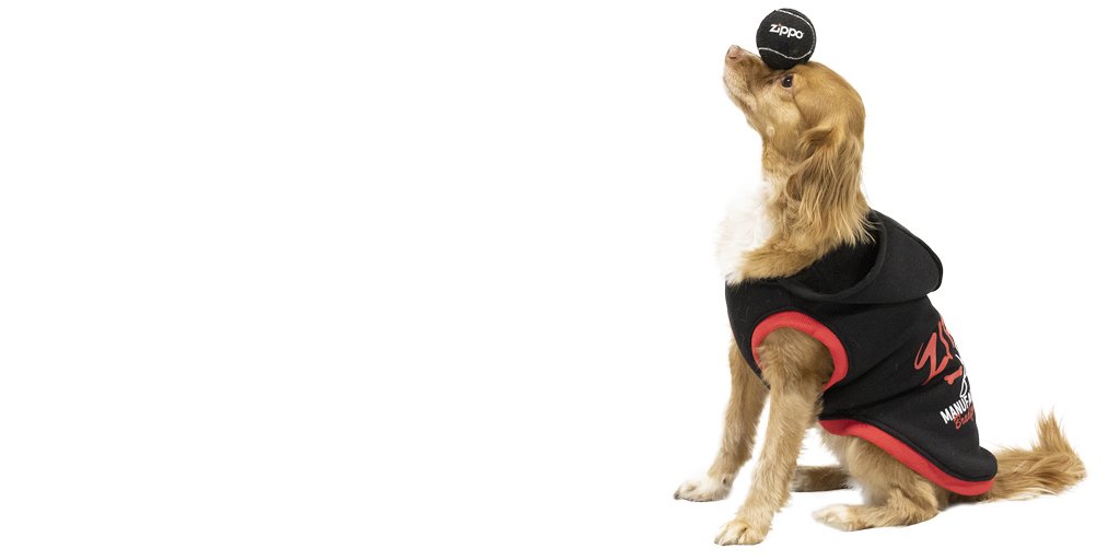Zippo's tweet photo. 🐾 Big news for the Zippo-loving dog parents out there: Zippo-branded pet accessories are here! https://t.co/UU59cbn1ks #ZippoPets https://t.co/QKolLCtuNE