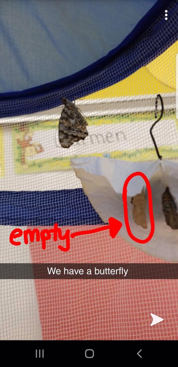 CMartinezNSE's tweet photo. Our caterpillar finally became a butterfly.   #HeadStart #may19nse  @Mikayla_112694 https://t.co/4GCWmiRL7i