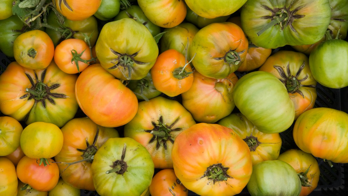 chicagobotanic's tweet photo. Let's talk #tomatoes. From planting to picking, we've put together a month-by-month guide to help you grow beautiful beefsteaks and superior San Marzanos. https://t.co/EimyfE0HaM #SpringatCBG https://t.co/bL7Vy21t38
