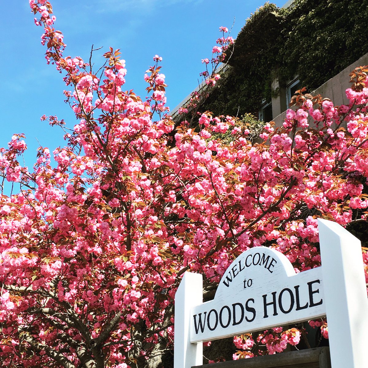 JulesDeep's tweet photo. I take this picture almost every May outside @WHOI and it is always spectacular

#spring #blossoms #woodshole #finally https://t.co/9jG9OpVC01