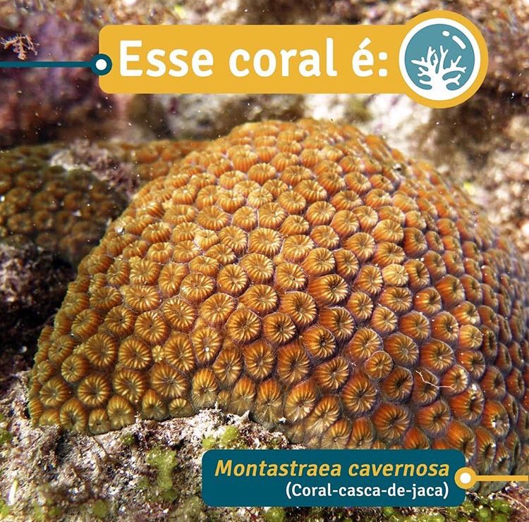 DeOlhoNosCorais's tweet photo. Coral-casca-de-jaca 🤨? Siim, essa é a Montastraea cavernosa 🤩 É uma espécie de ampla distribuição no Brasil, ocorre em diferentes profundidades e formam grandes e lindas colônias 😍 Já registrou essa espécie por aí? https://t.co/S5sBKcNFp5