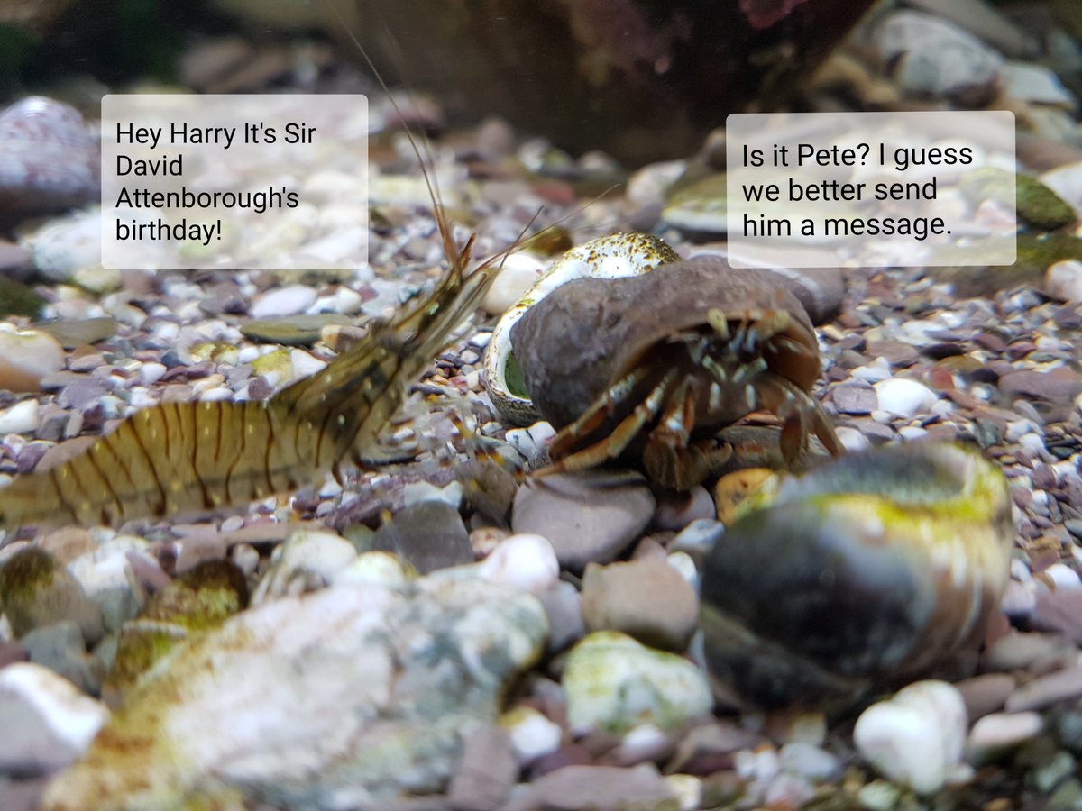 Happy Birthday Sir #DavidAttenborough from all at the @DevonWildlife @WemburyMarine Team. RT

#HappyBirthday #MarineConservation #bbcearth #blueplanet #PetePrawn #HarryHermit #Seashore #Tankwatch #Oceanlover #Rockingthepools #Plasticfreesea #Devon