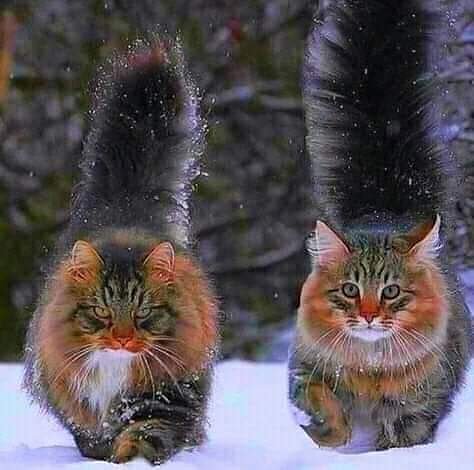 🌼🏵🌹🍀🌸💐🏵🌼🌹🌺🌻🌻🍀
#Meow #cats #CatsOfTwitter #meowmeow #kittyzen #kittycat #funnycat #blackcats #Catfish #Catholic #catsofinstagram #Catering #Catalonia #Catastrophe #catstagram