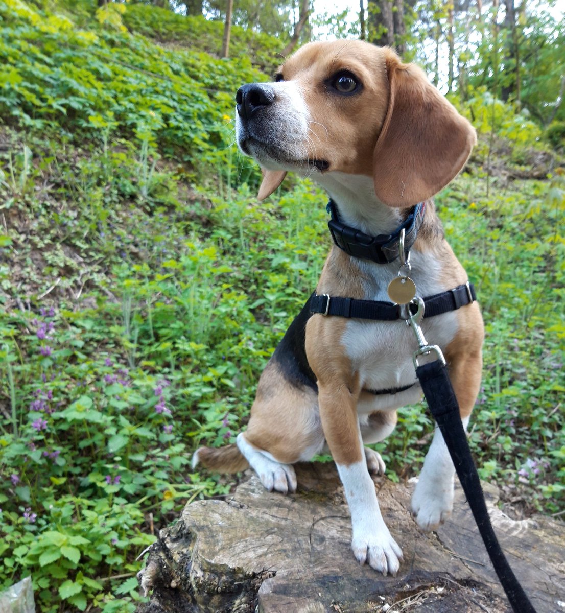 AIWS6's tweet photo. After months spent in lab without ability to run free,smell fresh air,feel wind &amp; grass Ragis of @beaglefreedom is so keen to explore European forests💚
He was an object for experiments,deprived of love &amp; experiencing goddess knows what kind of torture,now he is finally free https://t.co/8pFA0F9rQt
