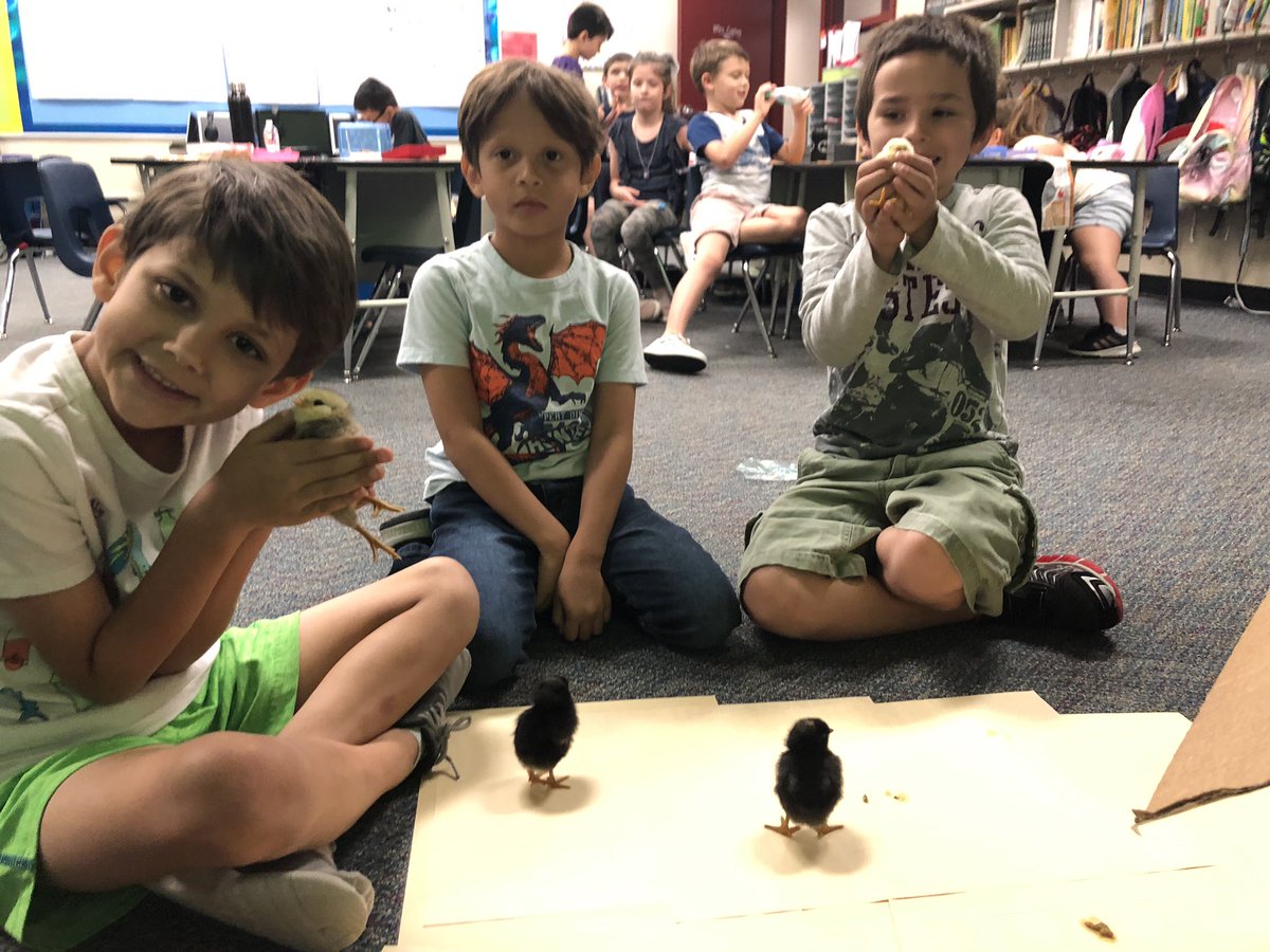 robyn_copley's tweet photo. Our chicks are growing! They are so cute! @PowellCISD https://t.co/FRoEH47Oag