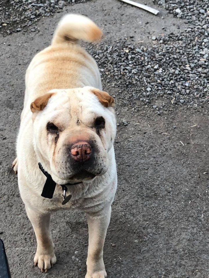 DarloLoopyLou's tweet photo. #URGENT Need experienced #SharPei owner #FosterHome #rescue for 5yr old female. Don't know much about her background other than she's been kept in a less than ideal environment. I've not met her.  In temp housing where shes been ok with adults, not 100% with other dogs. Pls #RT https://t.co/bV0eoHBmtz