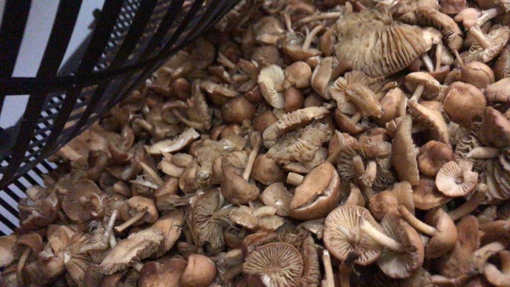 MrMushroomMan's tweet photo. Hello everyone! It’s #MushroomStock time - here’s what we have down at New Covent Garden Market https://t.co/mtuj242uZ6