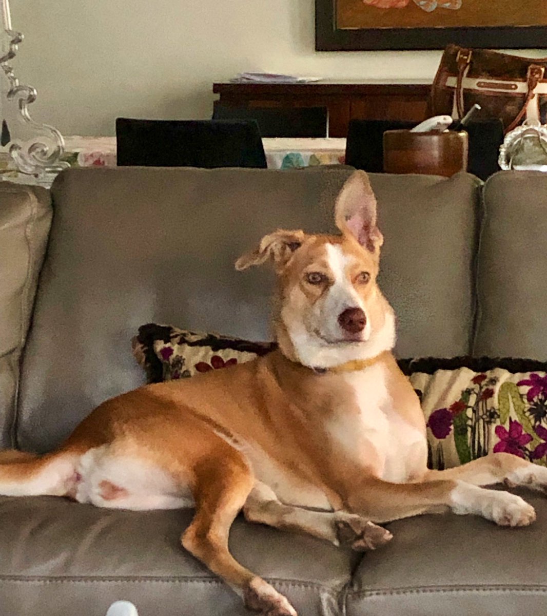 LaraDutta's tweet photo. The crazy queen of our lives!! #thatear!! 😂😂 #MissKiki. #adoptdontshop #MyDogsJourney @adogsjourneymovie @RelianceEnt @bazinga_ent https://t.co/24kmkqAGor