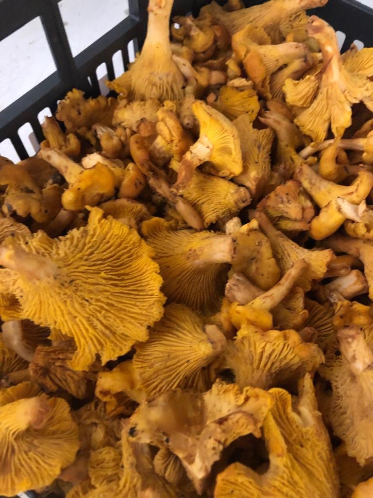 And Portuguese girolles ready to brighten up any plate #MushroomStock