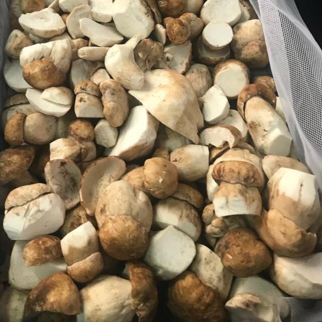 And juicy ceps from Bulgaria #MushroomStock