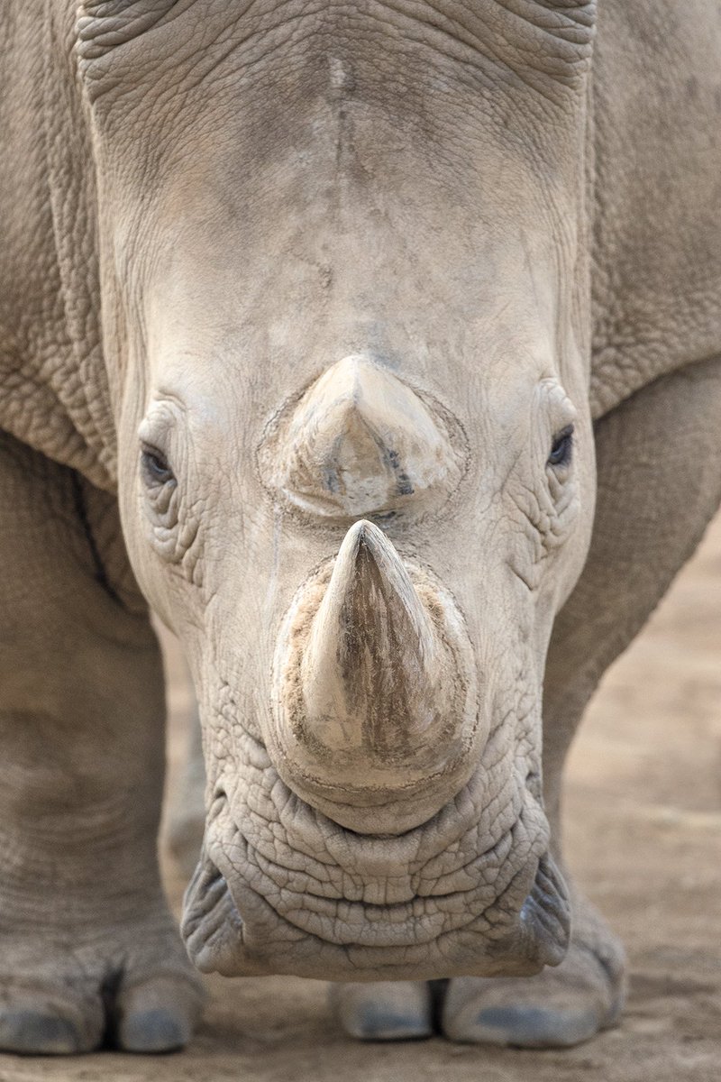 sandiegozoo's tweet photo. The Endangered Species Act (ESA) helps save imperiled species. AZA-accredited zoos &amp; aquariums support the ESA and are on Capitol Hill today advocating for wildlife. Contact your legislators and show your support: https://t.co/K1X0K8SiOf #AZAAdvocacyDay https://t.co/BlbfFFPnIy