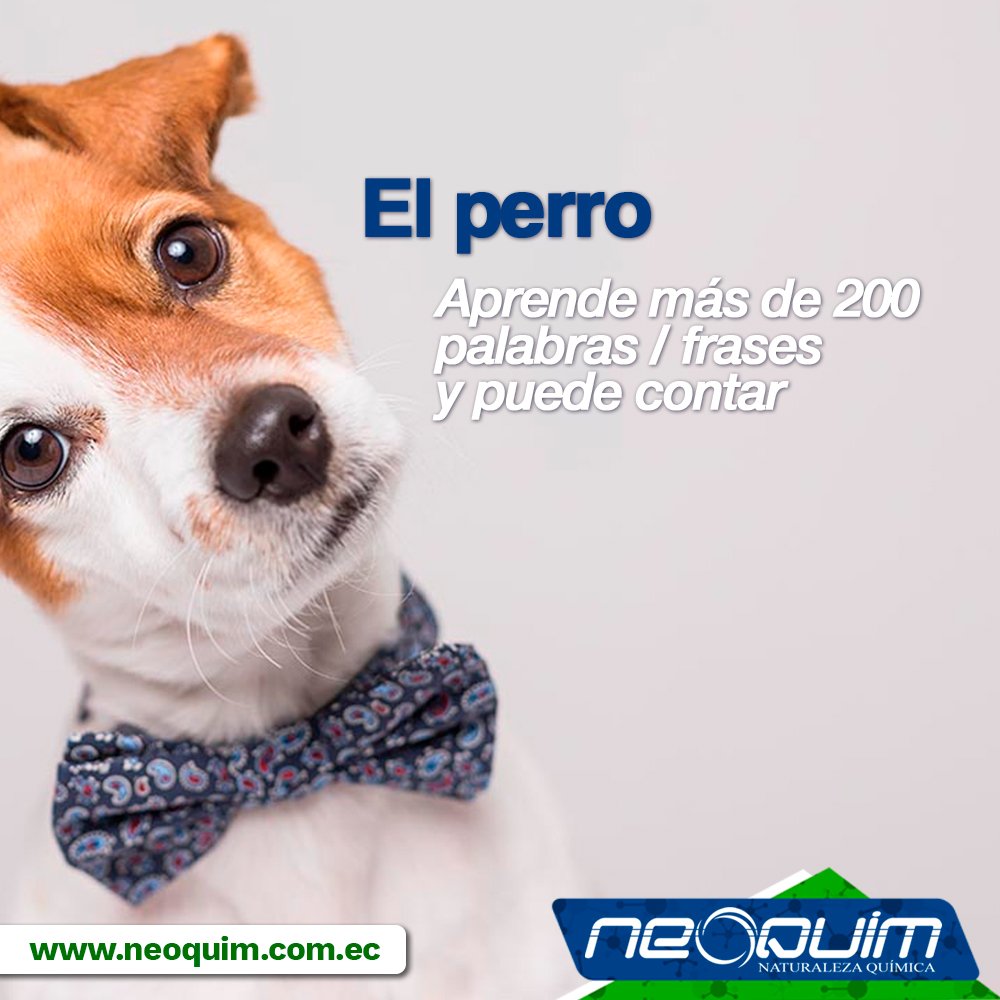 neoquim_ec's tweet photo. En nuestro mundo destaca la notable inteligencia de los animales que te presentamos en esta publicación. 

#Neoquim https://t.co/v9LQUSJVTg