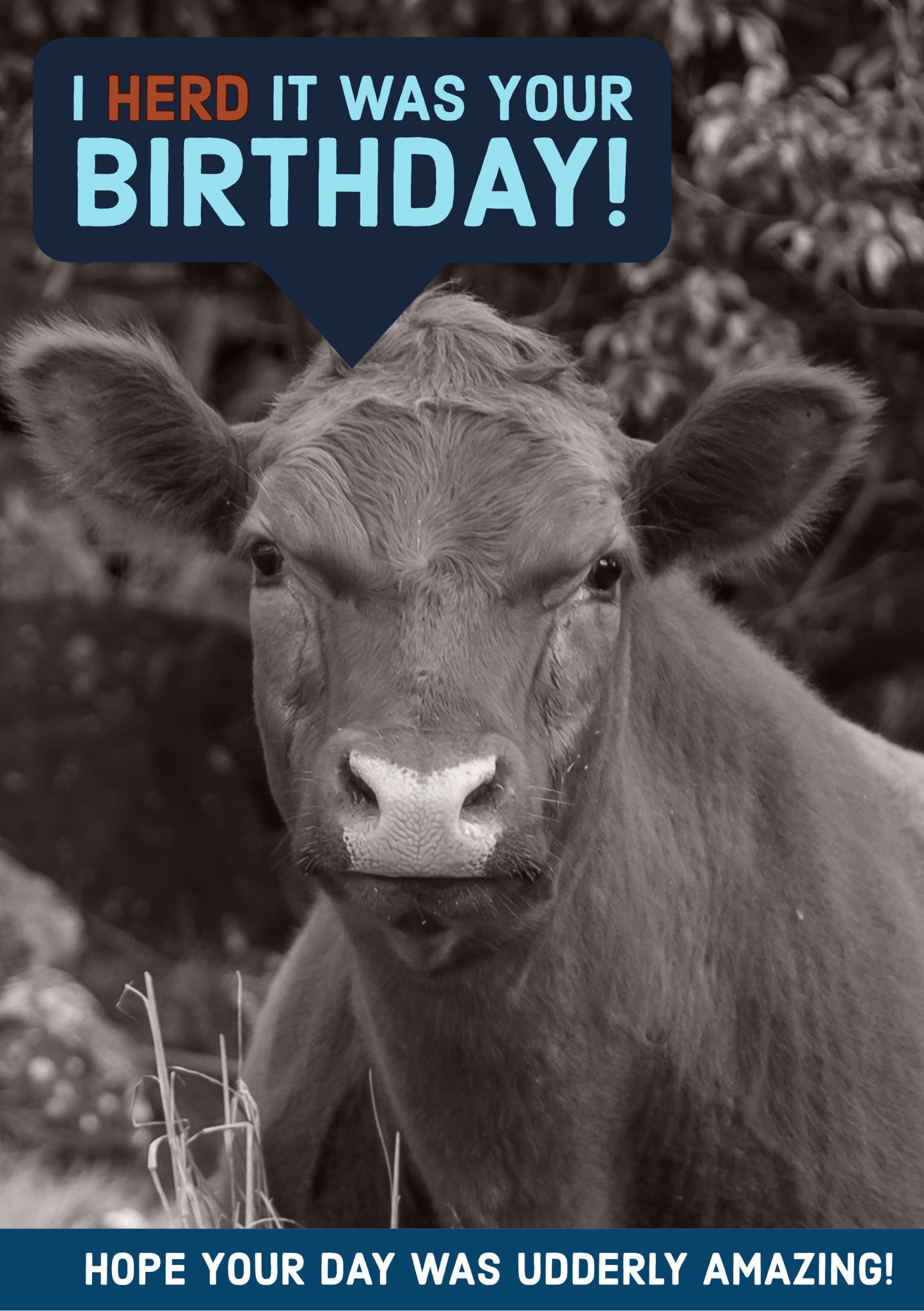 Happy belated 21st birthday to our very own, Katie Price! We hope your day was full of fun, laughter, and COWS. 