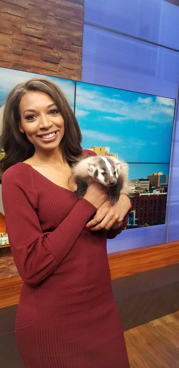 FOX25Jasmine's tweet photo. Look at #Bebe the honey badger! @OKCFOX #ExtremeAnimals brought in their new baby for #WildWednesday https://t.co/PCijQTKC7F