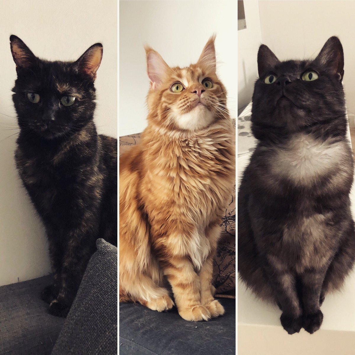 allopetfrance's tweet photo. 📸 Moi, j’suis bien entourée en ce #8mai2019 🥰 👉 Visite d’1h pour ces 3 adorables et magnifiques choupettes à poils : Boo #ecaillesdetortue, Nami #mainecoon & Grenache #smokecat ❤️ #petsitter #petsitting #catsitter #catsitting https://t.co/5huHHuEFRY