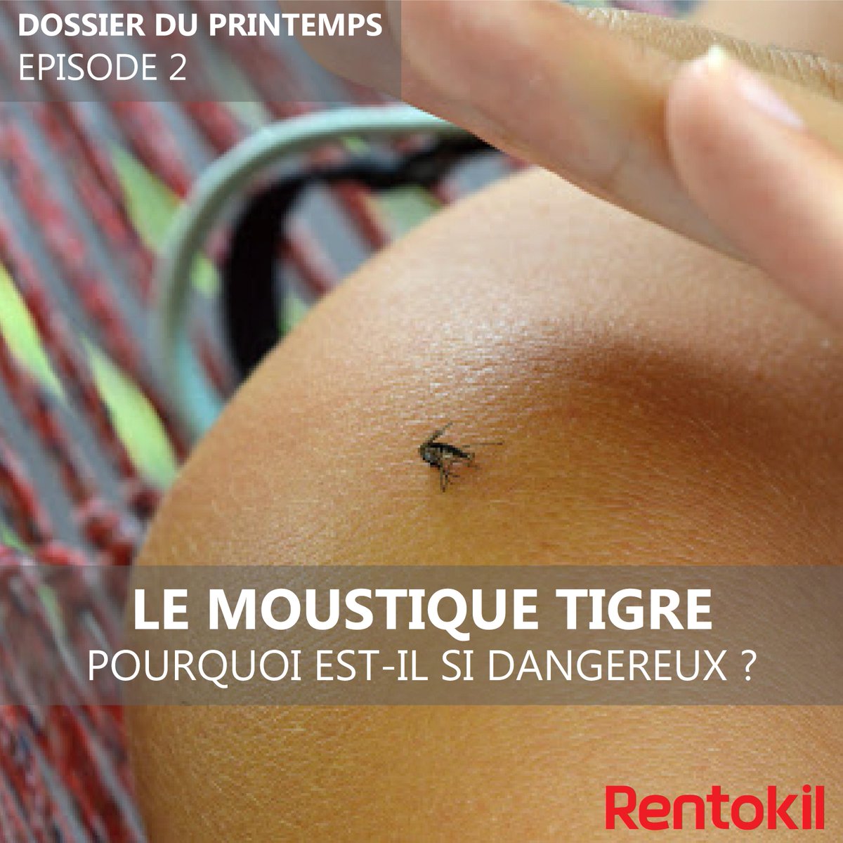 RI_France's tweet photo. Arrivé en 2004, le #Moustique Tigre étend son territoire chaque année et représente un véritable danger. Découvrez les risques liés à sa prolifération et les maladies qu'il véhicule : https://t.co/2CtI6Jg6UP"

Episode précédent : https://t.co/uSmIKmCy0X https://t.co/z9lu6eEGFC