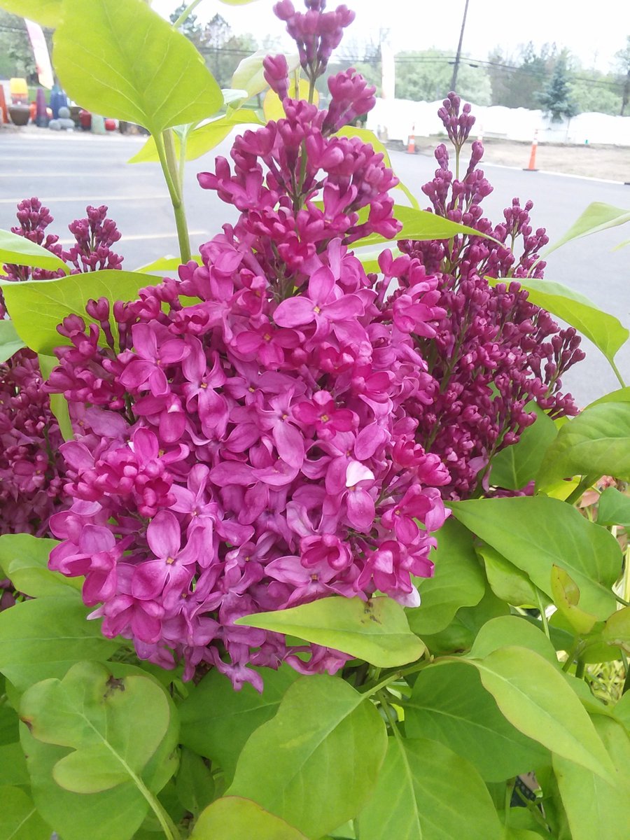 Lilacs in bloom...give Mom a gift that blooms every year!
