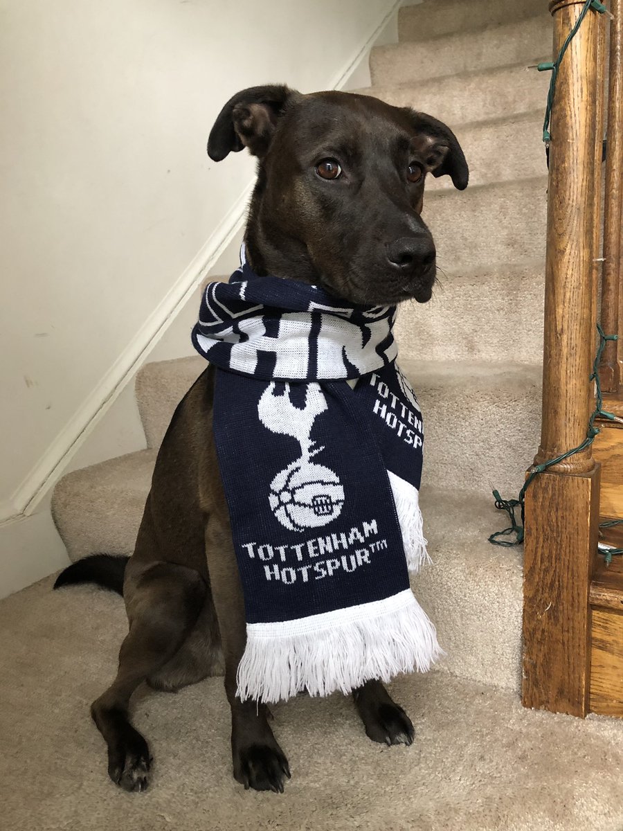 tottenham dog jersey