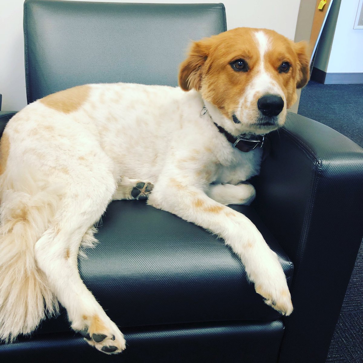 I got a spring haircut! What do you think? #Loyolachicago #therapydog