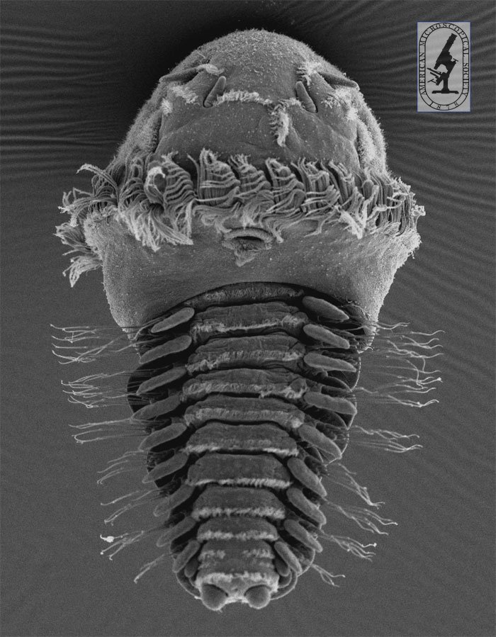 AMS_Micros's tweet image. Larva of an unidentified phyllodocid polychaete by Bruno Pernet &amp;amp; Julianne Piraino, the 2006 winners of the #Buchsbaum Prize! #WormWednesday #SEM @CSULBLarvaLab