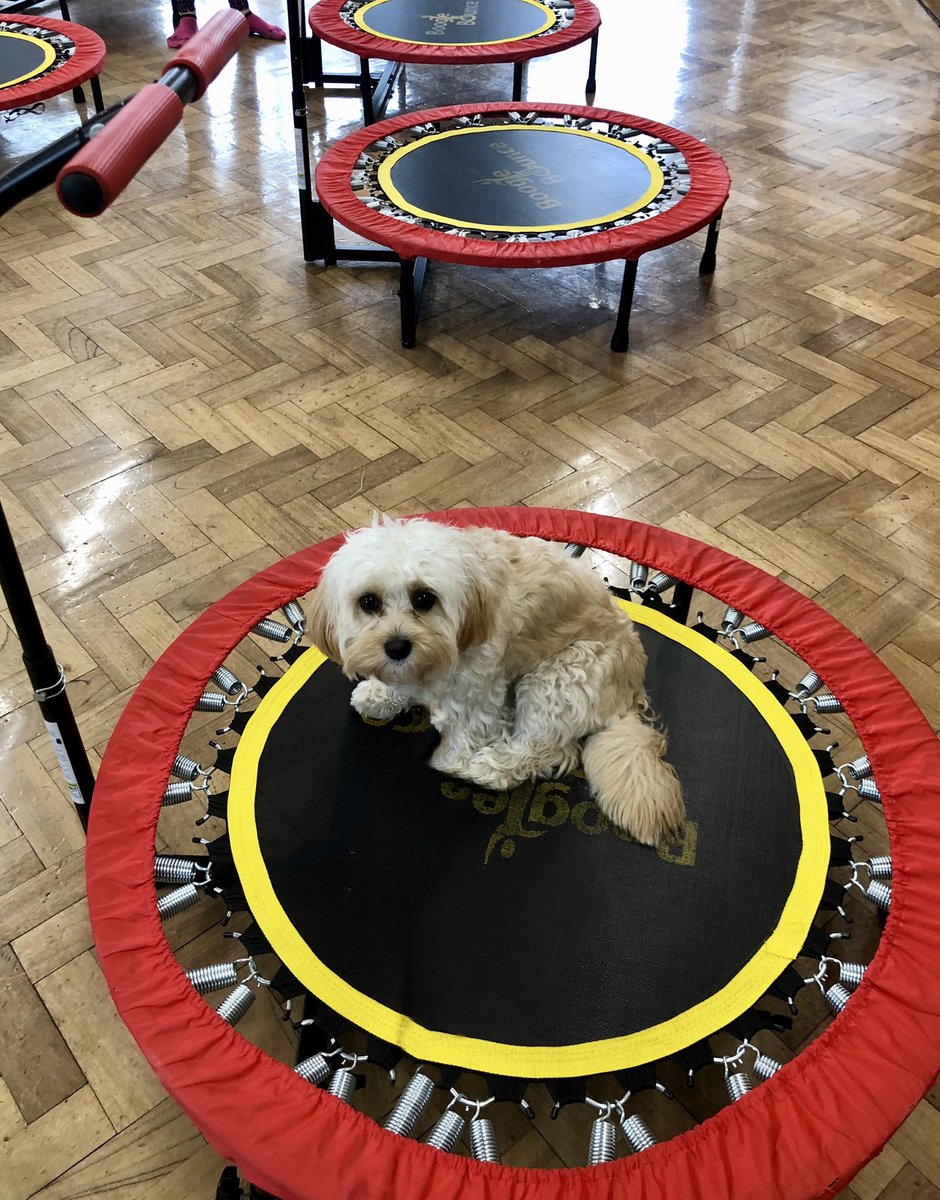 RacemeadowDog's tweet photo. Today the children had their first boogie bounce session. I had a go too. https://t.co/phGs8wjZui