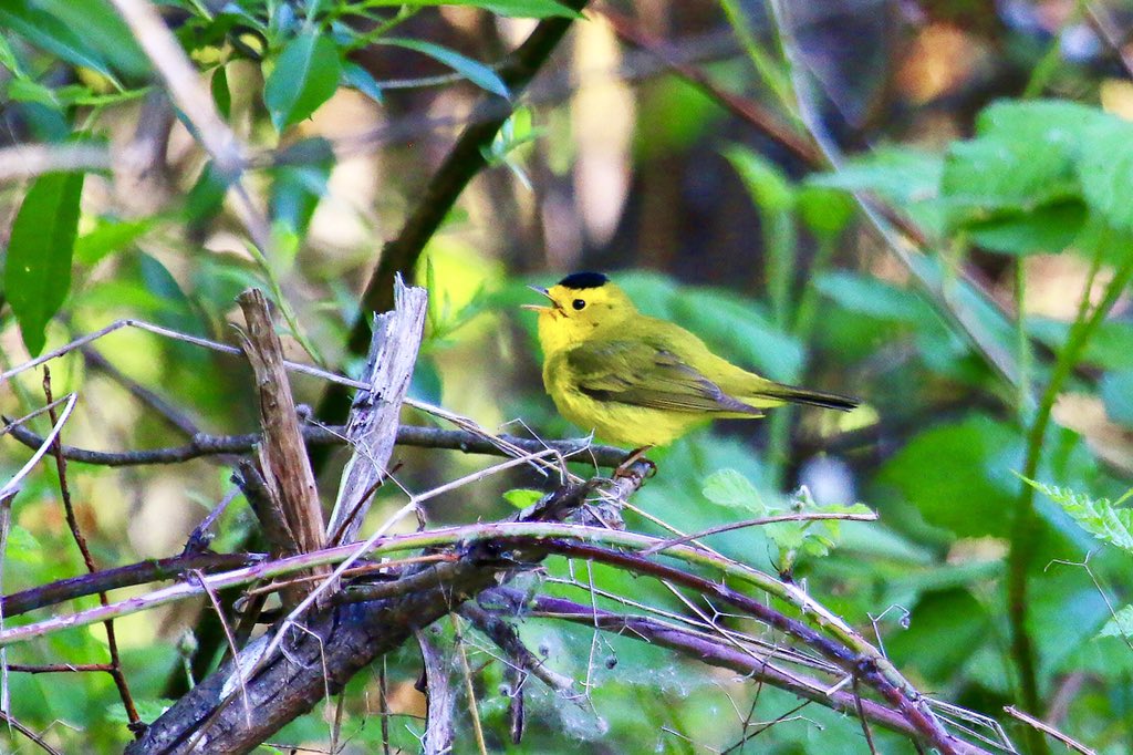 MyODFW's tweet image. Good morning! It’s #WarblerWednesday on #MigrationWeek, how fortuitous. Today we’re looking at those mostly bright-colored (and yet almost impossible to see) tiny birds whose songs fill the brushy willows along creeks for a few weeks in April and May.